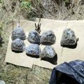 Krivična prijava protiv 17-godišnjaka iz Niša – marihuanu skrivao u poljani, u stanu imao pet metaka