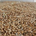 Silosi puni – pšenicu skoro niko ne prodaje