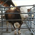 Stigli priplodni bikovi u Stočarsko-veterinarski centar u Velikoj Plani iz Nemačke: Očekuje još nekoliko