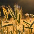 Lane posejano 17 odsto manje žita, najveći „krivac“ za pad je pšenica