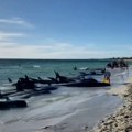 Kitovi piloti nasukani na obalama Australije, neki spašeni, neki uginuli