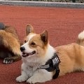 Prvi korgi u redovima policije napravio potpuni haos: Prolazio pored dece i nije mogao da odeli iskušenju, sad ceo svet gleda…