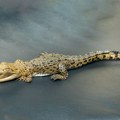 Evo kako je „uhvaćen“ krokodil u Nišu: Nišlijka nije smela da mu priđe, mislila da vreba mačke koje se tuda šetaju…