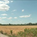 Da li je skorašnja kiša mogla da pomogne ratarskim usevima