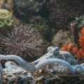 Otkrivena sićušna hobotnica plave boje na Galapagosu (FOTO)