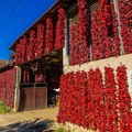 Prvi vesnik jeseni je okačena paprika: Znate li u kom srpskom selu jedino na svetu uspeva "nizača"?