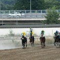 Galopske trke u nedelju na Hipodromu Beograd ljubitelje konjičkog sporta očekuje novi trkački dan