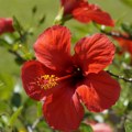 Hibiskus – cvet besmrtnosti, ukrasna i lekovita biljka