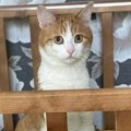 Rusija i životinje: Uginula mačka koju je kondukterka izbacila iz voza