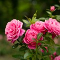 Na Marie Claire Srbija portalu saznajte: Kako gajiti ruže da bi imale pregršt cvetova?