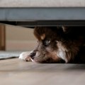 Veterinar upozorio zašto kućni ljubimci ne treba sami da ostaju kod kuće