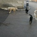Peticiju za povlačenje nakaradnog nacrta Zakona o dobrobiti životinja potpisalo 105.000 ljudi: Danas će biti predata resornom…
