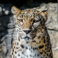 VIDEO: U Indoneziji pronašli leoparda ispred hotelske sobe