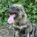 Udomi, ne kupuj: Ima tri meseca i nema nikoga svog – pomozimo Dundi da pronađe dom