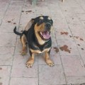 Vendi traži svoju porodicu i dom – Ne kupuj, udomi za ljubav