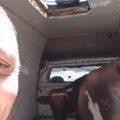 Stočar Medo na Jadran stigao sa kravom! Razlog zbog kog ju je poveo nasmejao region: "Joj majko draga, šta sad da radim?"…