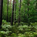 Čudo prirode u Alpima: U Nemačkoj pronađena tisa stara više od 1.100 godina