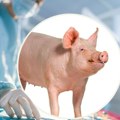 Svinjski bubreg funkcionisao u telu čoveka 271 dan: Istorijski rekord u medicini