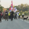 Studentski marševi ka Beogradu: Tri kolone, jedan cilj - pobeda na izborima