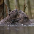 Dabrovi u SAD spasavaju imanja od suše