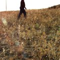Novi problemi poljoprivrednika: Blaga zima uništava usjeve