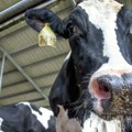 Virus ptičjeg gripa prvi put otkriven kod krava, a potom i u mleku