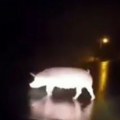 Divlja svinja napravila zastoj u Mačvi! Prase tumara putem usred noći u Belotiću! (video)
