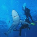 Код Будве уловљена плава ајкула, дуга три метра и тешка скоро 200 килограма, ево шта ће бити с њом