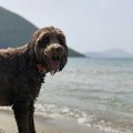 Pripazite na njih: Veterinarka otkriva skrivene opasnosti po vašeg psa koje "vrebaju" na plaži