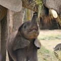 Zimbabve će ubiti 200 slonova: "Imamo više nego što je potrebno"