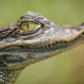 Pet osoba preživelo 36 sati u močvari punoj aligatora nakon avionske nesreće