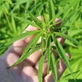 Industrijska konoplja legalna u Srbiji, ali sertifikovano seme ima samo Koluvija