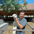 Farma kakva se retko viđa: Alpake, kamile i lame u srcu Pomoravlja