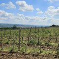 Suša u riđičkom vinogorju - manje grožđa, ali slađeg zrna za vrhunska vina