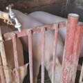 Marjanović: U Pirotskom okrugu nema slučajeva AKS kod domaćih svinja