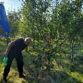 Medved uleteo i napravio haos u Mujinom voćnjaku u selu kod Prijepolja: Šumska zver domaćinu obrala sve zrele šljive što…