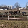 Grad Kragujevac će preduzeti mere da pomogne Udruženju „Pastuv“