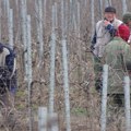 Poranila i rezidba: Blaga zima otvorila vinogradarsku sezonu u vršačkom kraju