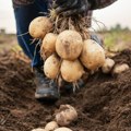 "Није лак динар...": Шта је то што брине произвођаче кромпира?