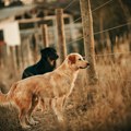 Slovenija: Kazna od 1.200 eura za vođenje psa bez povodca