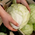 Koji kupus ide u bure, a koji se raspada? Saveti domaćica koje znaju šta znači „dobra glava“ za zimnicu