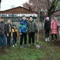 Kikinda polako menja svoj zeleni izgled - 30.000 stabala za tri godine