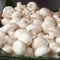 Kilogram vrganja dostiže čak 30 evra! Berači krenuli u šume, ali gljiva gotovo da nema: Stručnjaci upozoravaju na veliki…