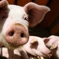 Uprkos dnevnici od 76 evra: Slab odziv ljudi za utovar i odvoz svinja uginulih od afričke kuge