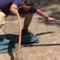 Uhvatio zmiju golim rukama Pokušala da ga ujede, pa čovek brzo reagovao (video)