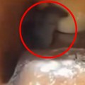 Pažnja, delovi miša pronađeni u konzervi pasulja u BiH: Aktiviran sistem uzbune, evo o kom proizvođaču se radi!