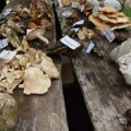 “Dani gljiva“: Tradicionalna manifestacija u Paljanu kod Ćuprije