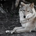 Vukovi se u ovom kraju spuštaju do kuća Stanovništvo u panici sklanja malu decu, poslato upozorenje svima