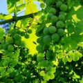 Vinogradarstvo doživljava novi procvat u Vojvodini