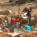 Nastavlja se akcija vodosnabdevanja za ugrožene životinje na Suvoj planini
